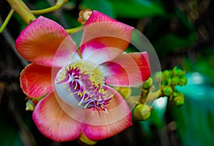 Flowering Cannon Ball Tree Blossom