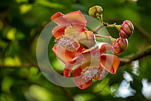 Flowering cannonball tree in the summertime