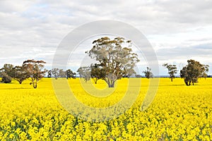 Flowering canola field with trees