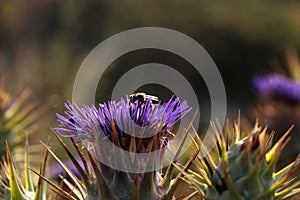 Flowering capitulum of wild artichoke thistle Cynara cardunculus