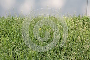 Flowering Capsellas on a Meadow photo