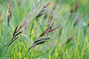 Flowering Carex acutiformis, lesser pond-sedge closeup selective focus