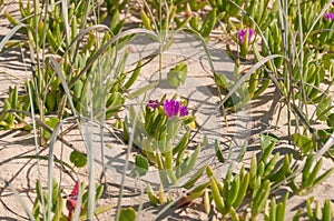 Flowering Carpobrotus rossii or pigface plant. Coastal vegetation