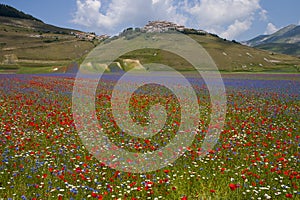 The flowering of Castelluccio di Norcia