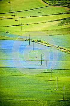 Flowering of Castelluccio di Norcia in Italy on the big plain in the Umbria region of Italy