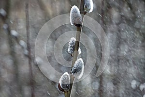 Flowering catkin on willow or brittle willow in the spring forest
