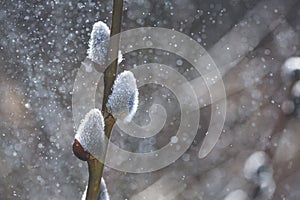 Flowering catkin on willow or brittle willow in the spring forest