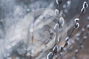 Flowering catkin on willow or brittle willow in the spring forest