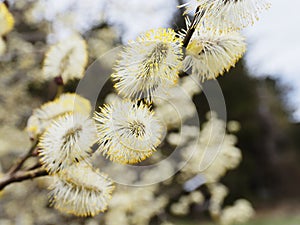 Flowering catkins close-up of a palm willow, spring season nature photo