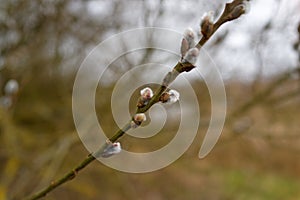 Flowering catkins on twig of a palm willow, spring season nature