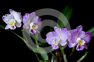 Flowering cattleya orchid