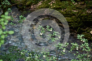 Flowering Caucasian Mountain Canyon vegetation.Balda canyon vegetation