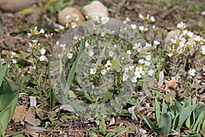 Flowering Caucasian rockcress Arabis caucasica plants with white flowers in garden