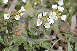 Flowering Caucasian rockcress Arabis caucasica plants with white flowers in garden