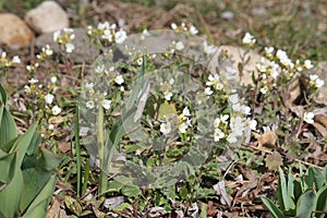 Flowering Caucasian rockcress Arabis caucasica plants with white flowers in garden