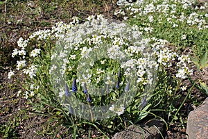 Flowering Caucasian rockcress Arabis caucasica plants with white flowers in garden