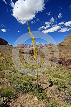 Flowering Century Plant in Grand Canyon National Park.
