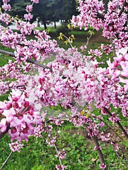 Beauty flowering Cercis chinensis avondale, Chinese redbud
