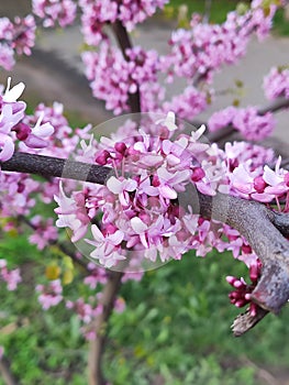 Flowering Cercis chinensis avondale, Chinese redbud photo