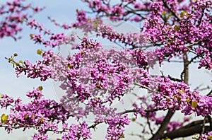 Flowering Cercis European or Juda tree