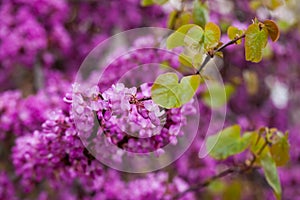 Flowering Cercis siliquastrum