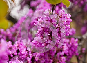 Flowering Cercis siliquastrum