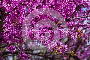 Flowering Cercis siliquastrum