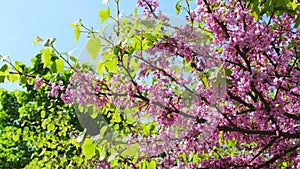 Flowering of Cercis siliquastrum Judas tree.