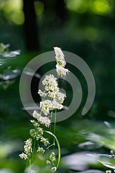 Flowering cereal grasses photo