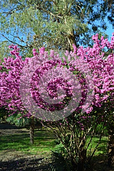 Flowering cersis juda tree bloom shrub with pink flowers photo