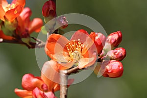 Chaenomeles japonica (Japanese quince) photo