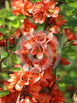 Chaenomeles japonica (Japanese quince) photo