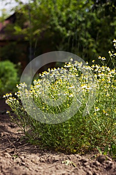 Flowering chamomile in the garden. White little chamomile flowers, background