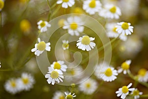 flowering chamomilla flowers in meadow shallow depth of field focus mayweed