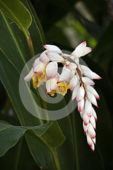 Flowering Champion Tree