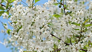 Flowering cherry against a blue sky. Cherry blossoms.