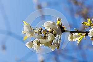 Flowering cherry against the sky