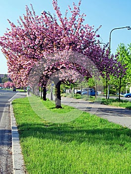 Flowering cherry blossom tree