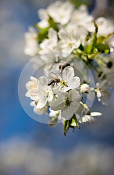 Flowering cherry branch