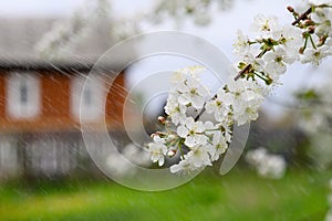 Flowering cherry branch under raindrops