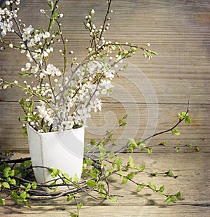 Flowering cherry branches