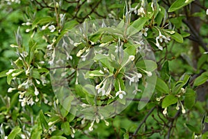 Flowering cherry elaeagnus shrub (Elaeagnus multiflora photo