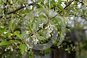 Flowering cherry elaeagnus shrub (Elaeagnus multiflora photo