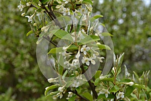 Flowering cherry elaeagnus shrub (Elaeagnus multiflora photo