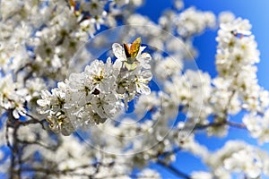 The flowering cherry is one of the most amazing spectacles that gives us spring