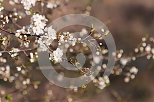 Flowering cherry plum tree