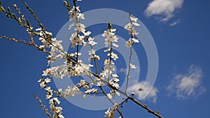 Flowering of cherry plum tree footage