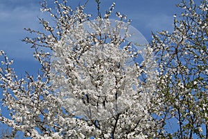 Flowering cherry plum tree Prunus cerasifera with white flowers against blue sky