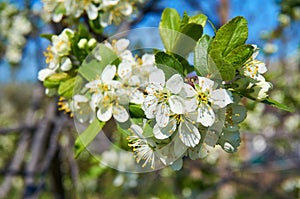 Flowering cherry in spring with white flowers. Close-up. Abstract background. photo
