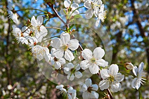 Flowering cherry in spring with white flowers. Close-up. Abstract background. photo
